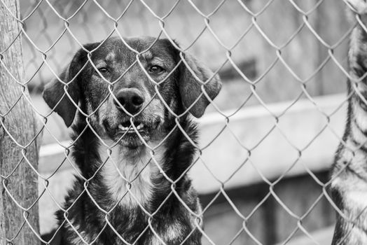 Black and white photo of homeless dog in a shelter for dogs.