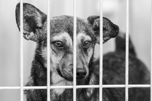 Black and white photo of homeless dog in a shelter for dogs.