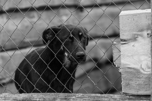 Black and white photo of homeless dog in a shelter for dogs.