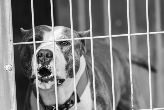 Black and white photo of homeless dog in a shelter for dogs.