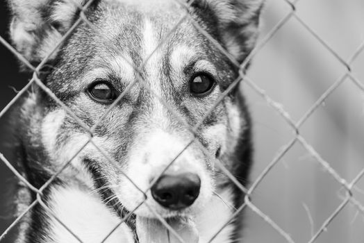 Black and white photo of homeless dog in a shelter for dogs.