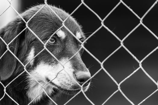 Black and white photo of homeless dog in a shelter for dogs.