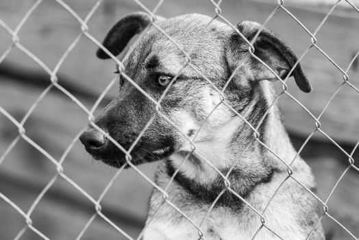 Black and white photo of homeless dog in a shelter for dogs.