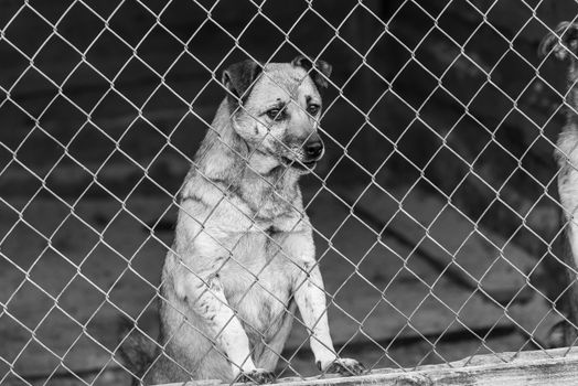 Black and white photo of homeless dog in a shelter for dogs.