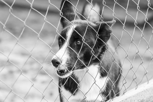 Black and white photo of homeless dog in a shelter for dogs.