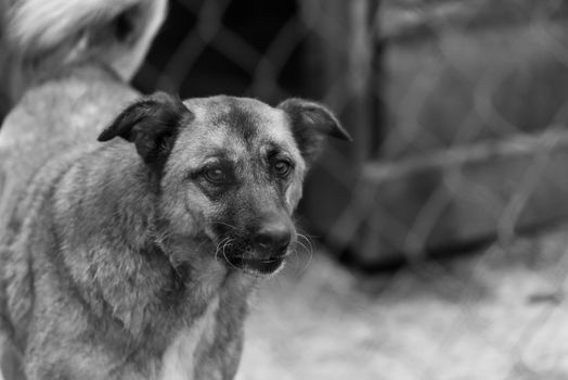 Black and white photo of homeless dog in a shelter for dogs.