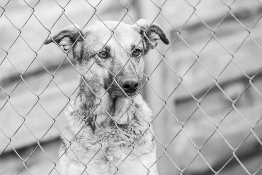 Black and white photo of homeless dog in a shelter for dogs.