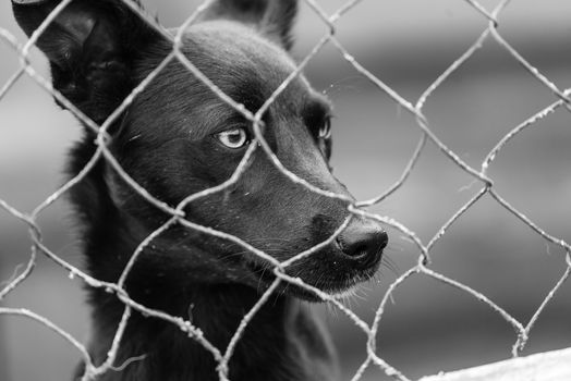 Black and white photo of homeless dog in a shelter for dogs.