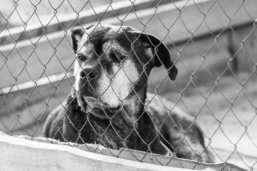 Black and white photo of homeless dog in a shelter for dogs.