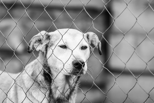 Black and white photo of homeless dog in a shelter for dogs.