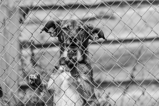 Black and white photo of homeless dog in a shelter for dogs.