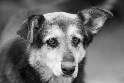 Black and white photo of homeless dog in a shelter for dogs.