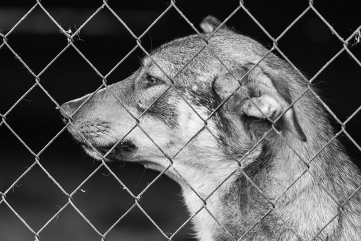 Black and white photo of homeless dog in a shelter for dogs.