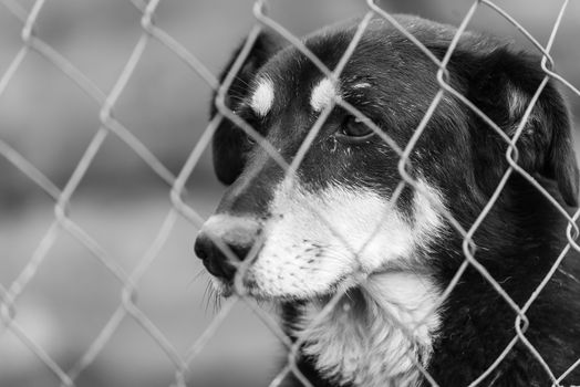 Black and white photo of homeless dog in a shelter for dogs.