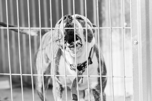 Black and white photo of homeless dog in a shelter for dogs.