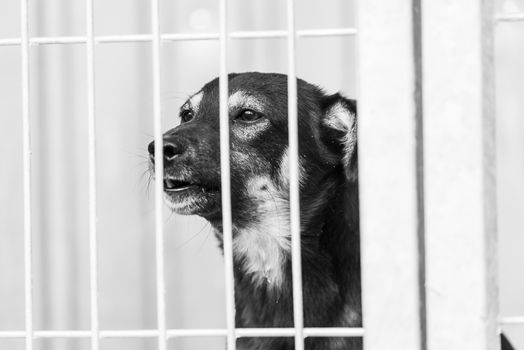 Black and white photo of homeless dog in a shelter for dogs.