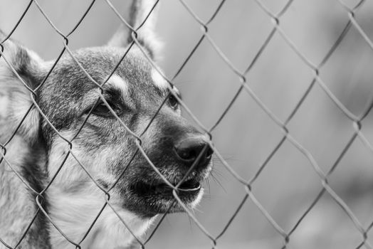 Black and white photo of homeless dog in a shelter for dogs.