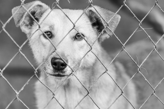 Black and white photo of homeless dog in a shelter for dogs.