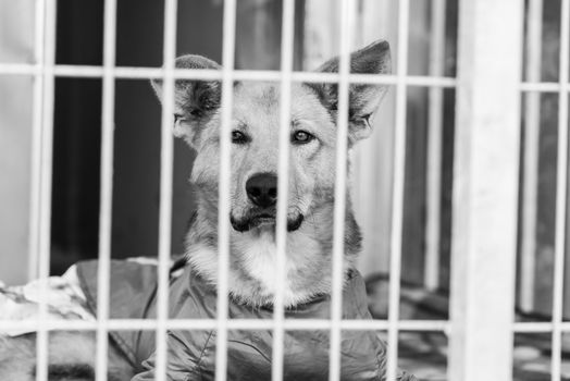 Black and white photo of homeless dog in a shelter for dogs.