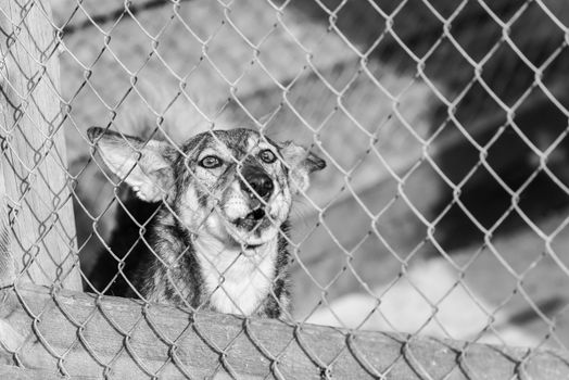 Black and white photo of homeless dog in a shelter for dogs.