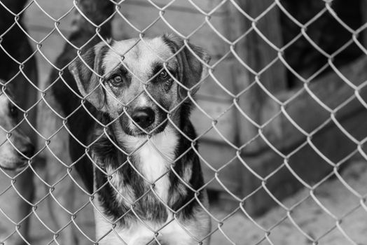 Black and white photo of homeless dog in a shelter for dogs.