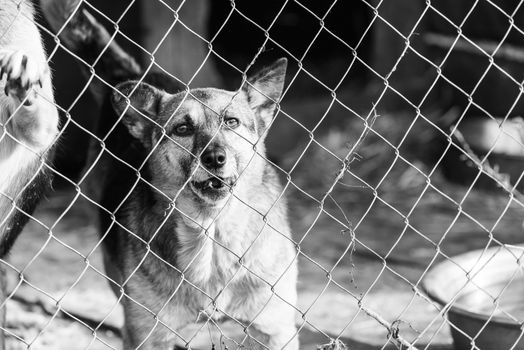 Black and white photo of homeless dog in a shelter for dogs.