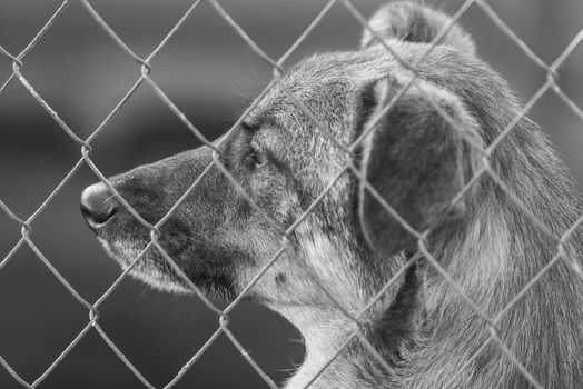 Black and white photo of homeless dog in a shelter for dogs.