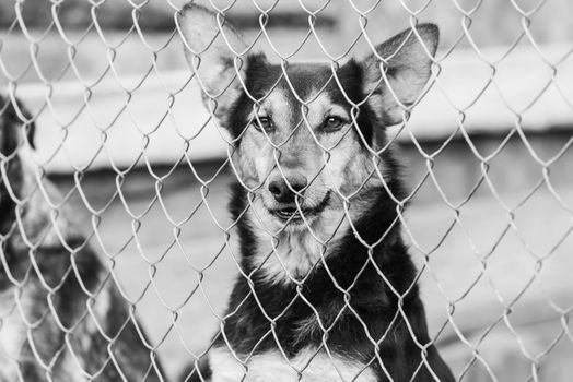 Black and white photo of homeless dog in a shelter for dogs.