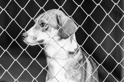 Black and white photo of homeless dog in a shelter for dogs.