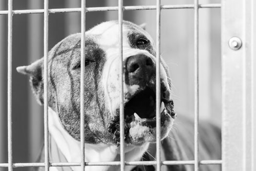 Black and white photo of homeless dog in a shelter for dogs.