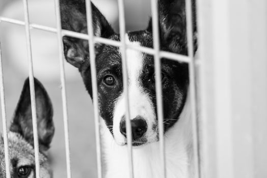 Black and white photo of homeless dog in a shelter for dogs.