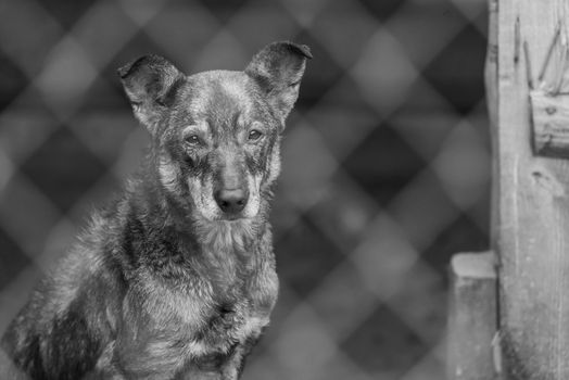 Black and white photo of homeless dog in a shelter for dogs.