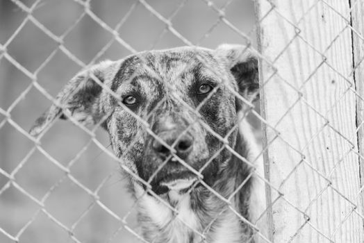 Black and white photo of homeless dog in a shelter for dogs.