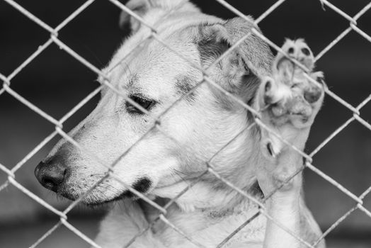 Black and white photo of homeless dog in a shelter for dogs.