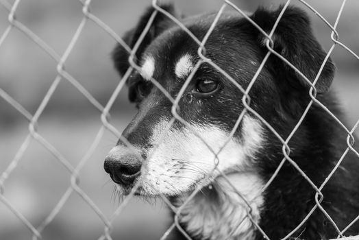 Black and white photo of homeless dog in a shelter for dogs.