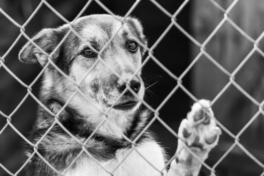 Black and white photo of homeless dog in a shelter for dogs.