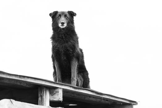 Black and white photo of homeless dog in a shelter for dogs.