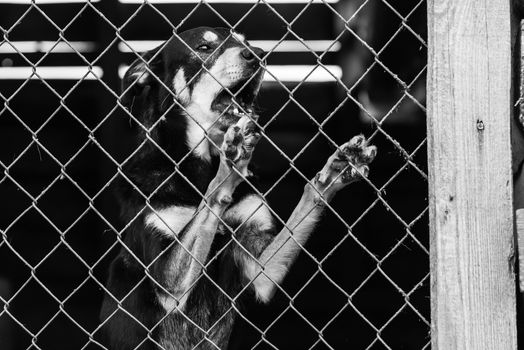 Black and white photo of homeless dog in a shelter for dogs.