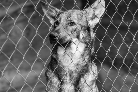 Black and white photo of homeless dog in a shelter for dogs.