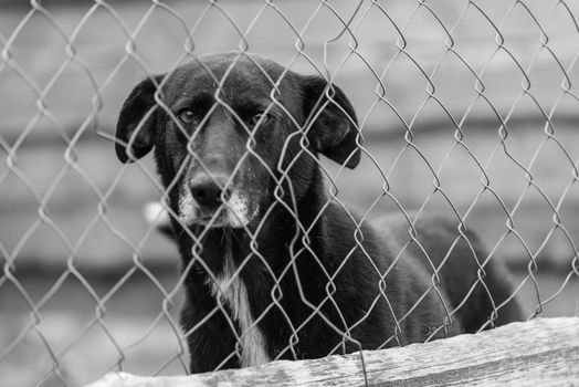 Black and white photo of homeless dog in a shelter for dogs.