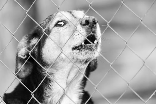 Black and white photo of homeless dog in a shelter for dogs.