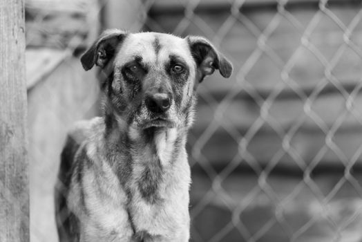 Black and white photo of homeless dog in a shelter for dogs.