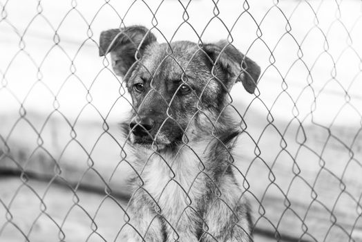 Black and white photo of homeless dog in a shelter for dogs.