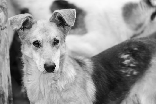 Black and white photo of homeless dog in a shelter for dogs.