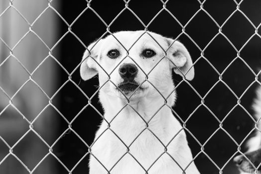 Black and white photo of homeless dog in a shelter for dogs.