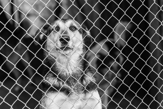 Black and white photo of homeless dog in a shelter for dogs.