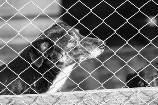 Black and white photo of homeless dog in a shelter for dogs.