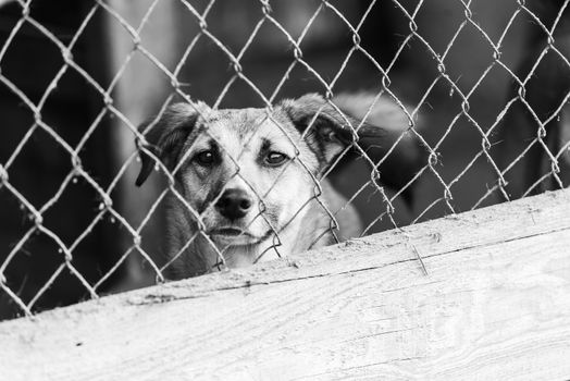 Black and white photo of homeless dog in a shelter for dogs.