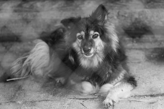 Black and white photo of homeless dog in a shelter for dogs.