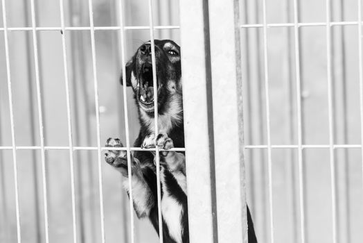 Black and white photo of homeless dog in a shelter for dogs.